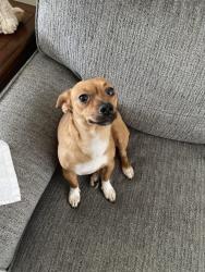 Reunited Female Dog last seen Windchime Dr, Fort Worth, TX 76133