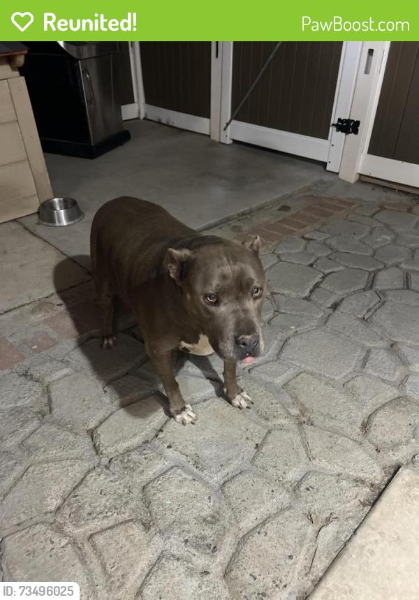 Reunited Female Dog last seen Morisan Ave, Palmdale, CA 93550