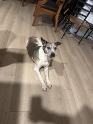 Lost Female Dog last seen Coolidge, Coolidge, AZ 85128