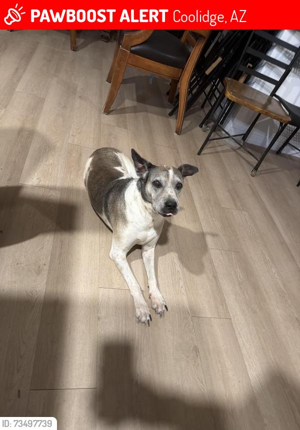 Lost Female Dog last seen Coolidge, Coolidge, AZ 85128