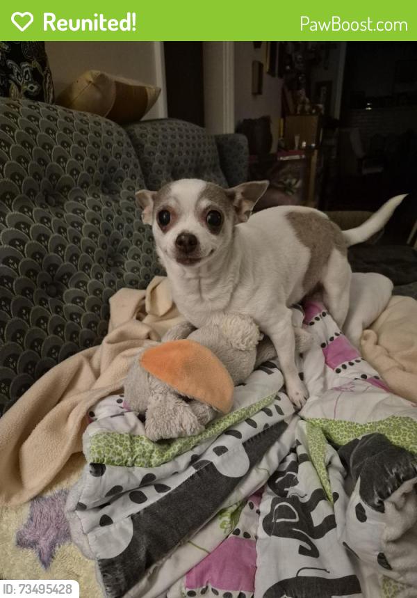 Reunited Female Dog last seen Cornell Avenue and Wise Street, Columbus, GA 31903