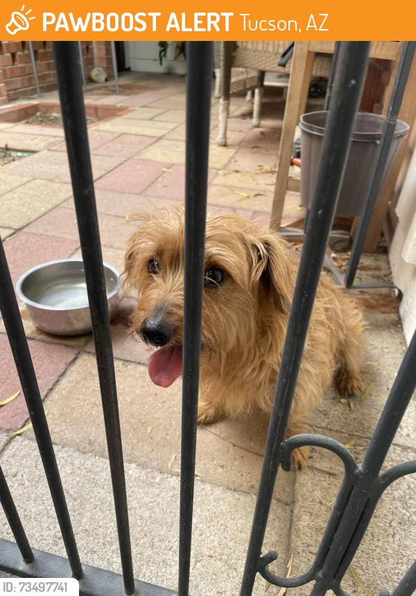 Found/Stray Female Dog last seen Prudence/22nd, Tucson, AZ 85710
