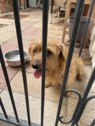 Found/Stray Female Dog last seen Prudence/22nd, Tucson, AZ 85710