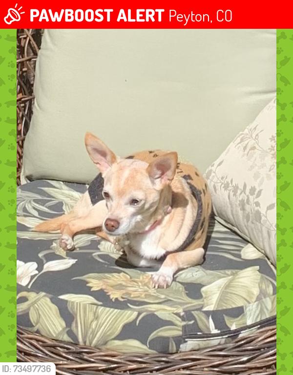 Lost Female Dog last seen Pictured Rocks, Peyton, CO 80831