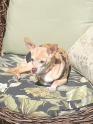 Lost Female Dog last seen Pictured Rocks, Peyton, CO 80831