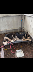 Reunited Male Dog last seen 39th and Superba St., San Diego, CA 92113