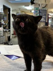 Shelter Stray Male Cat last seen OR, 1700 W Historic Columbia River Hwy, Troutdale, OR 97060, USA