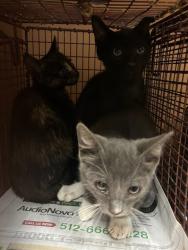 Shelter Stray Male Cat last seen Near Pinnacle Crest Loop, AUSTIN, TX, 78747, 7201 Levander Loop bldg a, Austin, TX 78702, USA