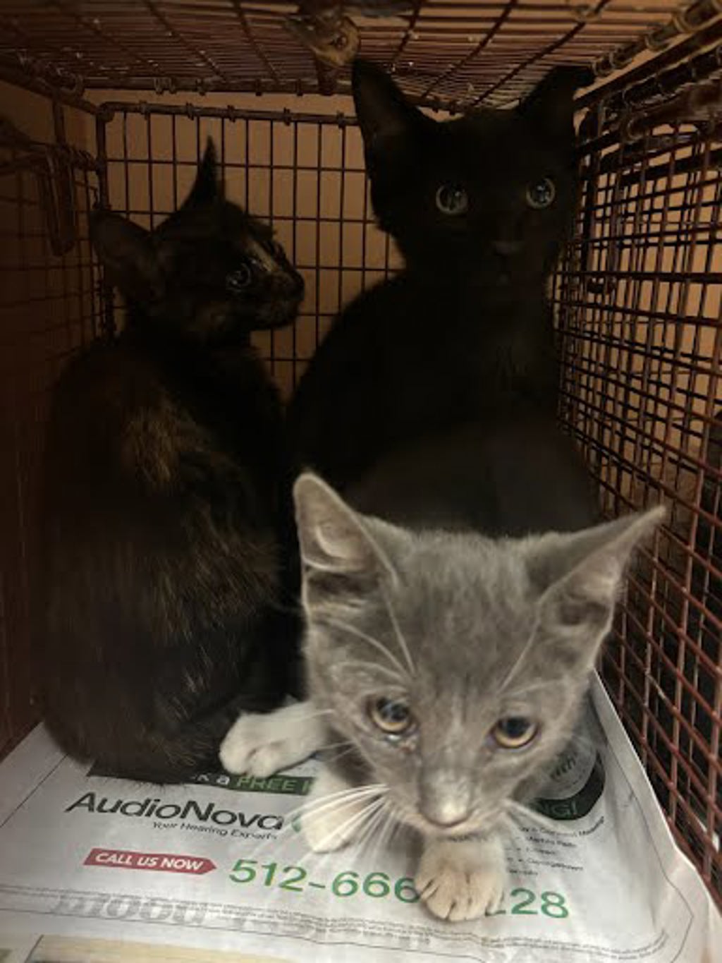 Shelter Stray Male Cat last seen Near Pinnacle Crest Loop, AUSTIN, TX, 78747, 7201 Levander Loop bldg a, Austin, TX 78702, USA