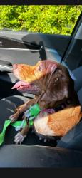 Found/Stray Female Dog last seen Between Ariana and Patterson, Lakeland, FL 33815