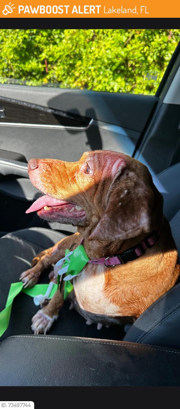 Found/Stray Female Dog last seen Between Ariana and Patterson, Lakeland, FL 33815
