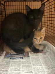 Shelter Stray Male Cat last seen Near Pinnacle Crest Loop, AUSTIN, TX, 78747, 7201 Levander Loop bldg a, Austin, TX 78702, USA
