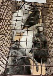Shelter Stray Female Cat last seen Near Cameron Road, AUSTIN, TX, 78723, 7201 Levander Loop bldg a, Austin, TX 78702, USA