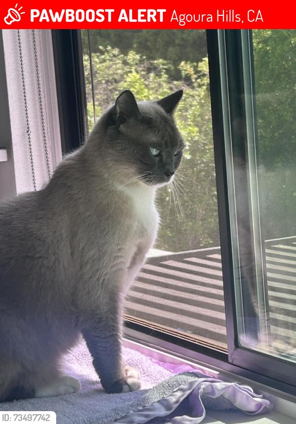 Lost Male Cat last seen By Willow elementary, Rustling Oaks drive, Agoura Hills, CA 91301