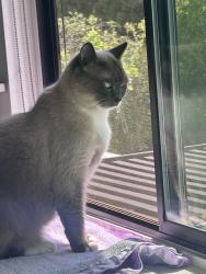 Lost Male Cat last seen By Willow elementary, Rustling Oaks drive, Agoura Hills, CA 91301