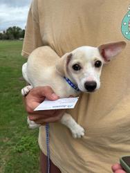 Shelter Stray Male Dog last seen Near Linden Street, AUSTIN, TX, 78702, 7201 Levander Loop bldg a, Austin, TX 78702, USA