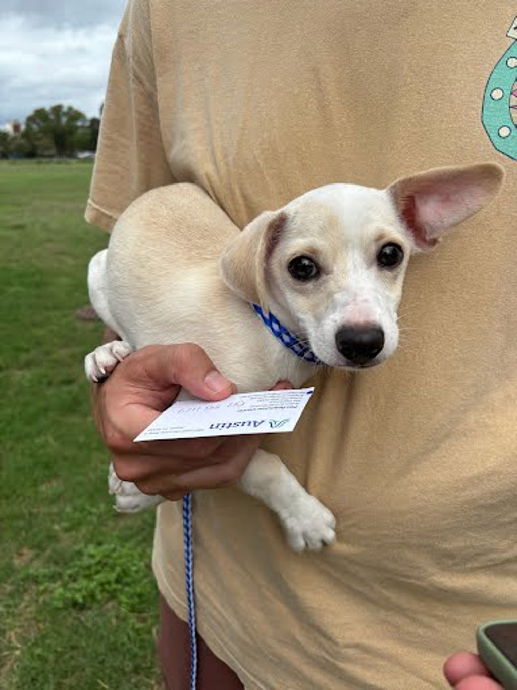 Shelter Stray Male Dog last seen Near Linden Street, AUSTIN, TX, 78702, 7201 Levander Loop bldg a, Austin, TX 78702, USA
