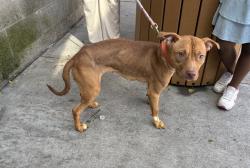 Shelter Stray Female Dog last seen 1st Avenue, NEW YORK, NY, 10029, 326 E 110th St, New York, NY 10029, USA