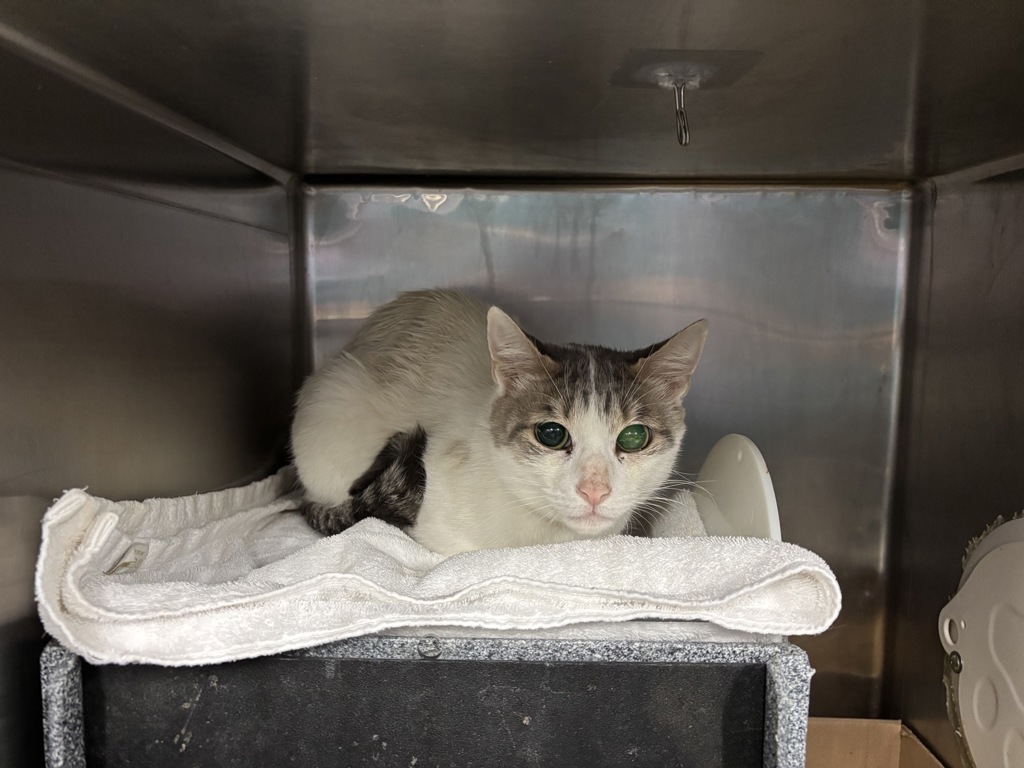 Shelter Stray Female Cat last seen Apt 1018,2600 Netherland Avenue, BRONX, NY, 10463, 326 E 110th St, New York, NY 10029, USA