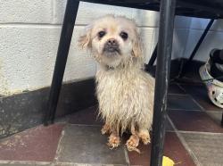 Shelter Stray Female Dog last seen Near W 143rd Street, NEW YORK, NY, 10030, 326 E 110th St, New York, NY 10029, USA