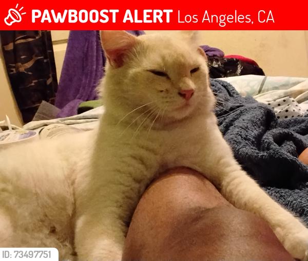 Lost Male Cat last seen Denker, Los Angeles, CA 90044