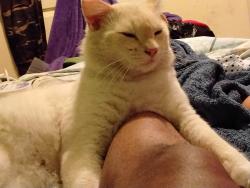 Lost Male Cat last seen Denker, Los Angeles, CA 90044