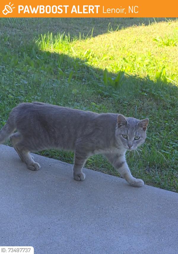 Found/Stray Unknown Cat last seen Hibriten dr and Enda pl, Lenoir, NC 28645