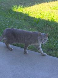 Found/Stray Unknown Cat last seen Hibriten dr and Enda pl, Lenoir, NC 28645