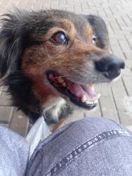 Lost Female Dog last seen Shopping cidade, Hauer, PR 81630-000