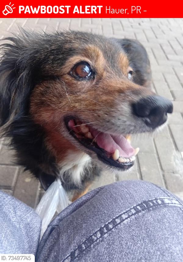 Lost Female Dog last seen Shopping cidade, Hauer, PR 81630-000