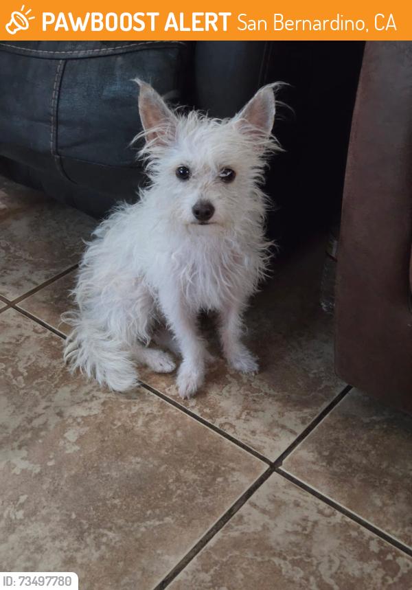 Found/Stray Female Dog last seen Sierra way and 3rd st, San Bernardino, CA 92408