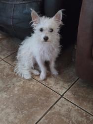 Found/Stray Female Dog last seen Sierra way and 3rd st, San Bernardino, CA 92408