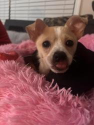 Reunited Female Dog last seen Wright Drive off of Buena Vista Road, Columbus, GA 31907