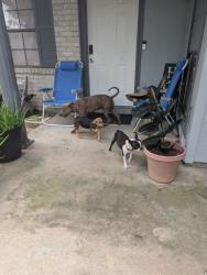 Found/Stray Female Dog last seen Ranch Country subdivision Becker Rd & Running Iron Dr, Hockley, TX 77447