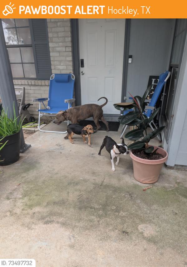Found/Stray Female Dog last seen Ranch Country subdivision Becker Rd & Running Iron Dr, Hockley, TX 77447