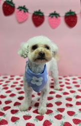 Reunited Female Dog last seen Reefton, Cypress, CA 90630
