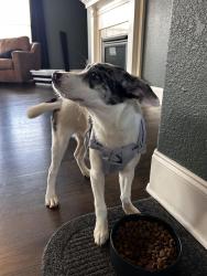 Found/Stray Female Dog last seen Old Glory Rd & Burnside Dr., Maryville, TN 37801