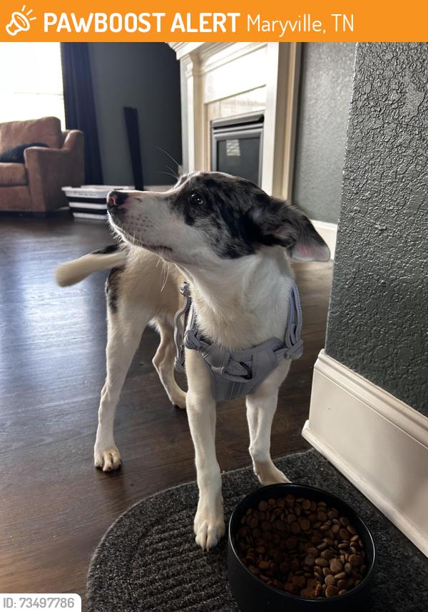 Found/Stray Female Dog last seen Old Glory Rd & Burnside Dr., Maryville, TN 37801