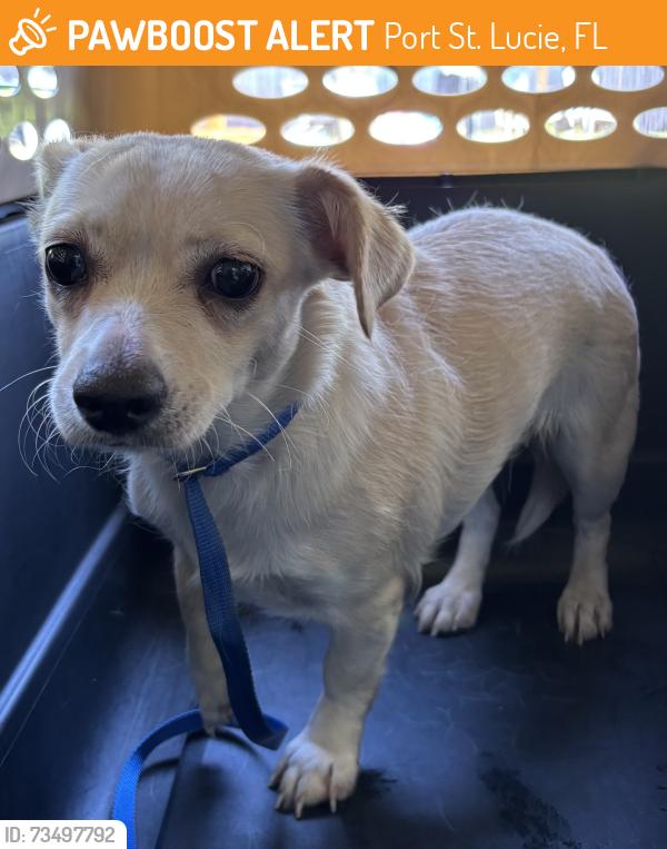 Found/Stray Unknown Dog last seen Port St. Lucie, Port St. Lucie, FL 34986