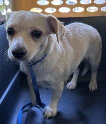 Found/Stray Unknown Dog last seen Port St. Lucie, Port St. Lucie, FL 34986