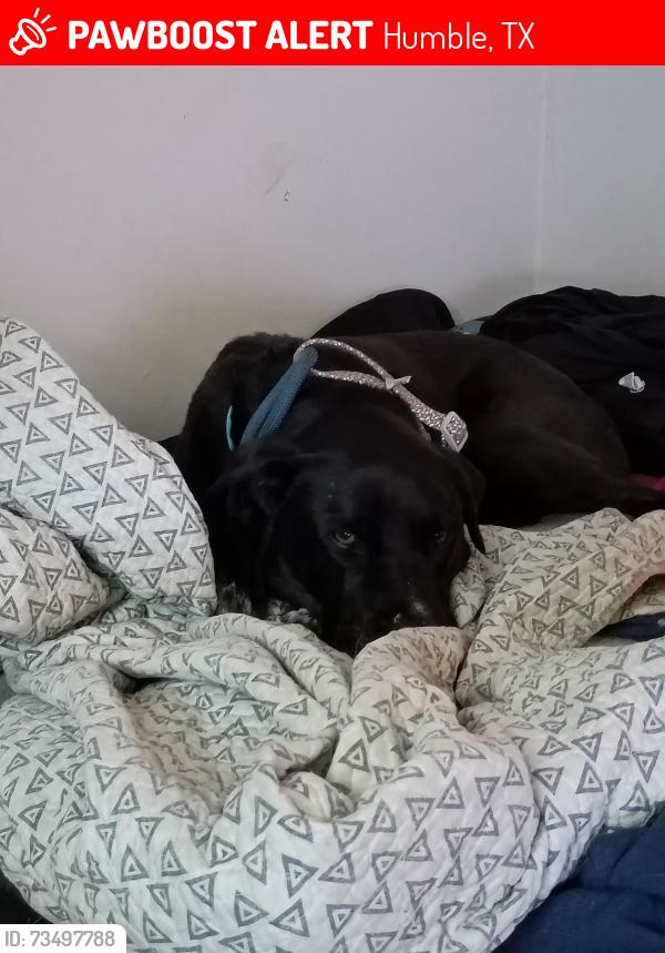 Lost Male Dog last seen Near Morningdale St, Humble, TX 77396