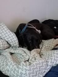 Lost Male Dog last seen Near Morningdale St, Humble, TX 77396