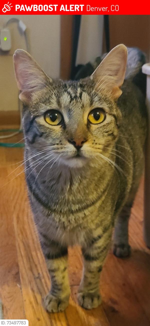 Lost Female Cat last seen Franklin and Jewell near DU, Denver, CO 80210