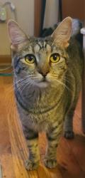Lost Female Cat last seen Franklin and Jewell near DU, Denver, CO 80210