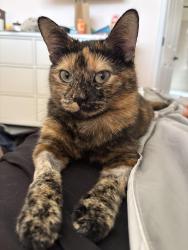 Reunited Female Cat last seen Holly and 144th, Thornton, CO 80221