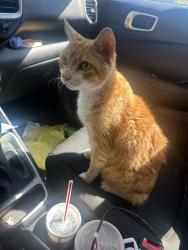 Found/Stray Male Cat last seen Red bank road, Goose Creek, SC 29445