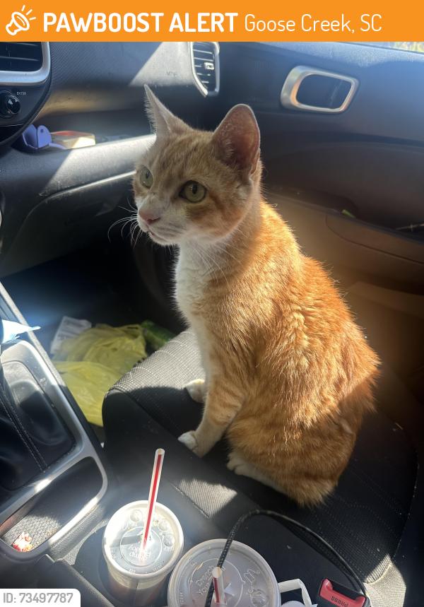 Found/Stray Male Cat last seen Red bank road, Goose Creek, SC 29445