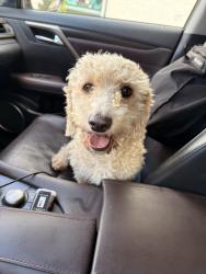 Reunited Male Dog last seen West 132nd St., Hawthorne, CA 90250