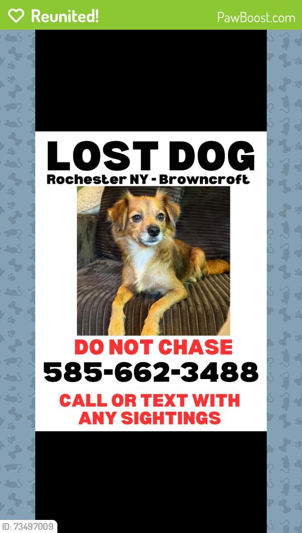 Reunited Female Dog last seen Gramercy Park, Brighton, NY 14610