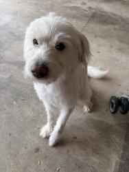 Reunited Male Dog last seen Schaffer, Elizabethtown, PA 17022